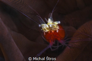Popcorn anemone shrimp by Michal Štros 